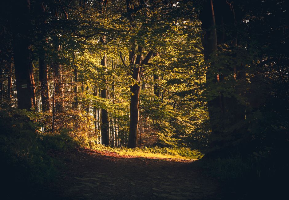 A tranquil forest path illuminated by warm autumn sunlight.